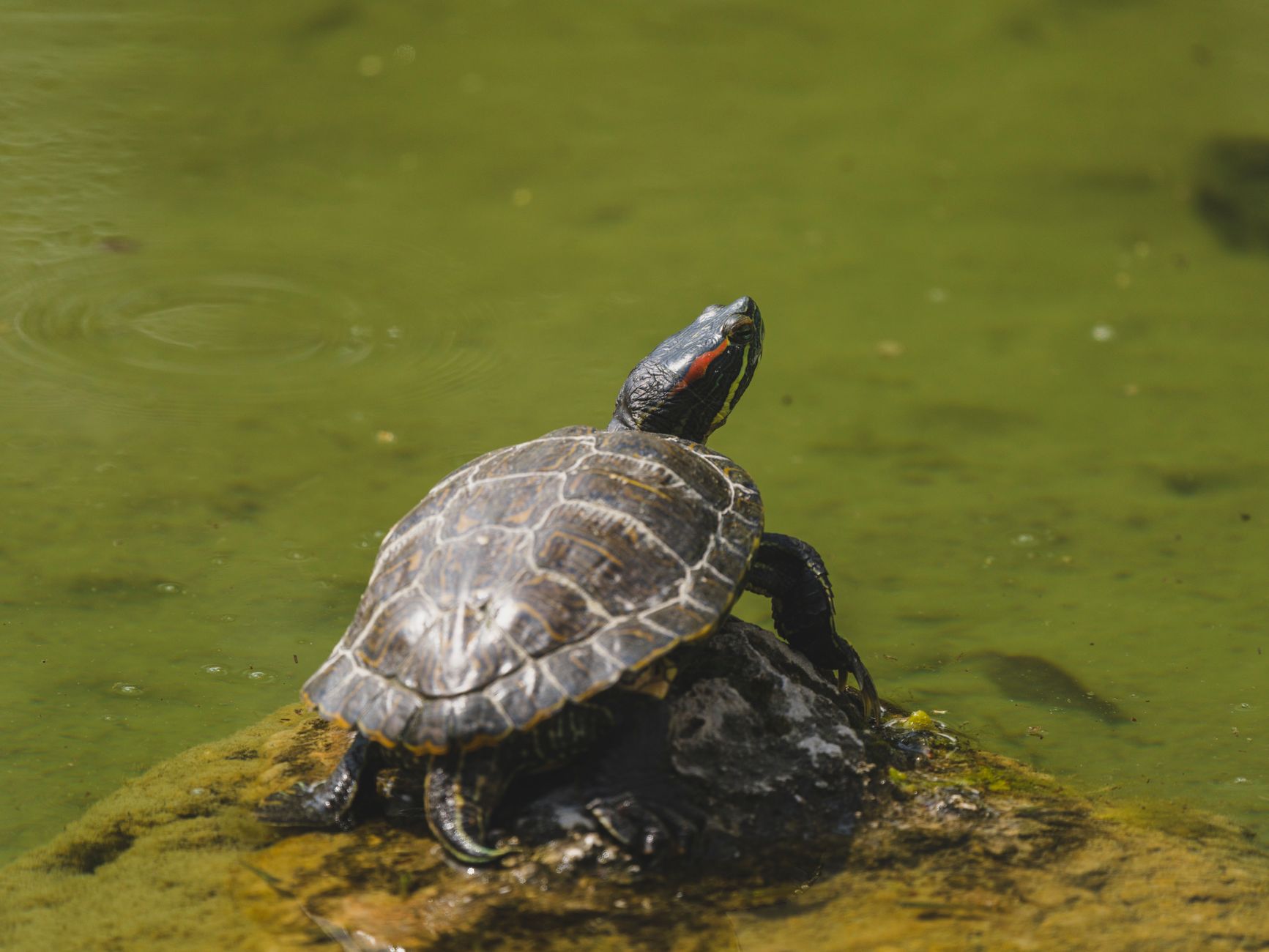 Broască țestoasă cu urechi roșii care stă la soare pe o piatră acoperită de mușchi, în mijlocul unui lac verde