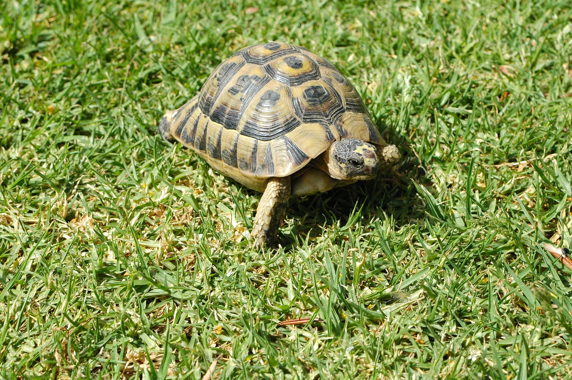 Broască țestoasă de uscat cu carapacea galbenă și neagră care merge prin iarbă verde, în soare