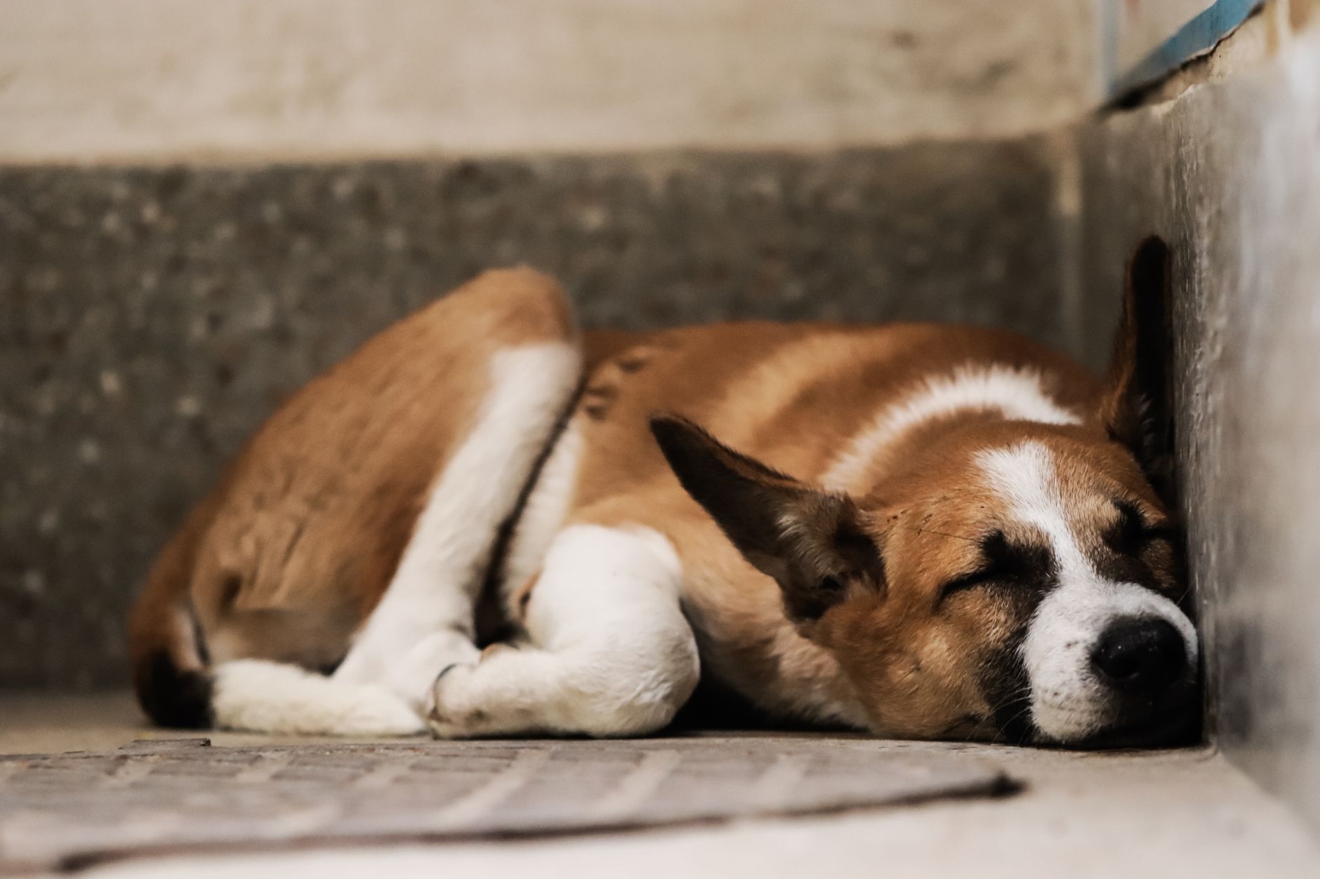Un câine maro cu alb stă culcat pe o podea de beton, cu capul sprijinit de perete și ochii închiși