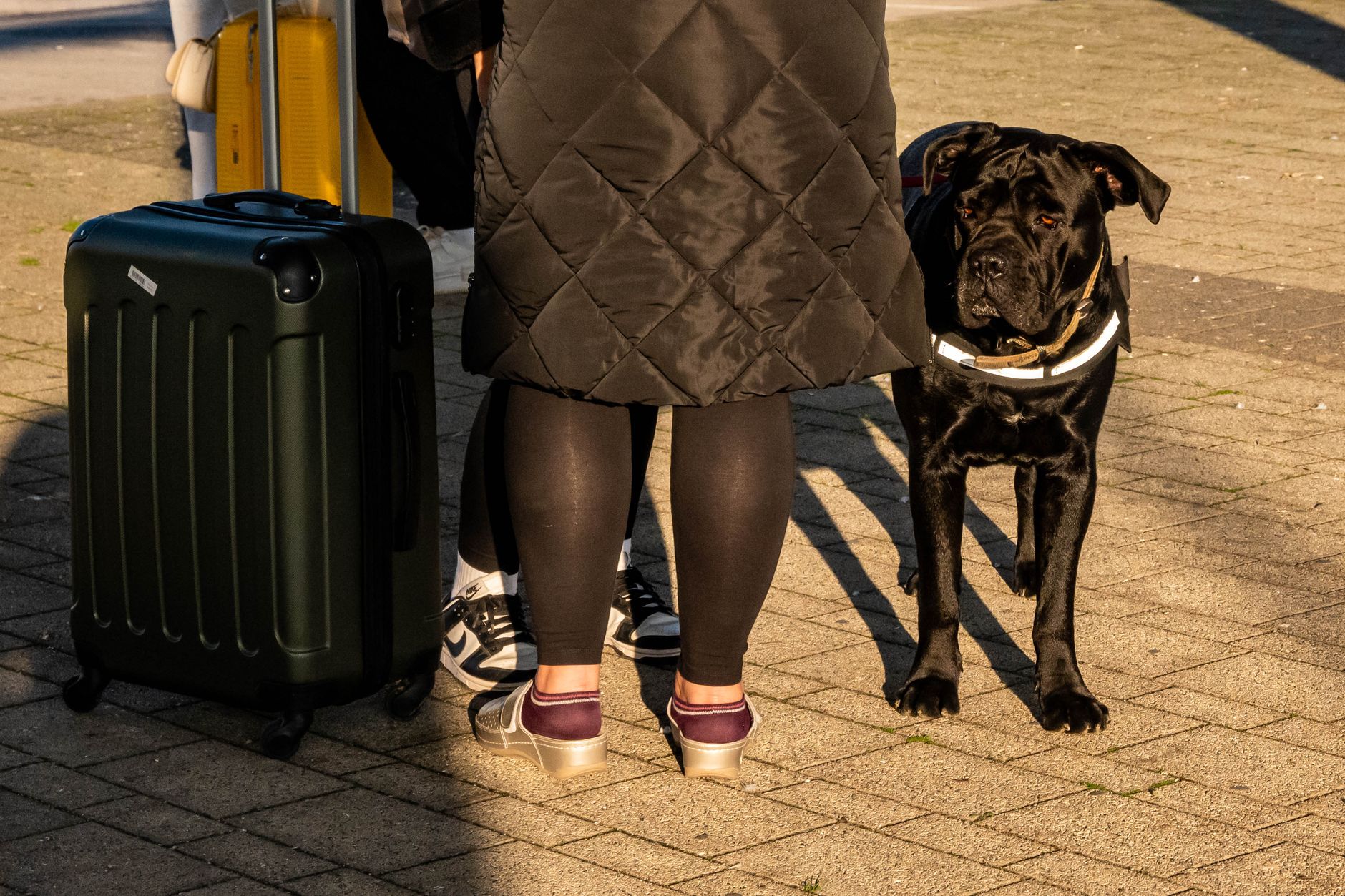 Un câine negru cu zgardă albă stă pe un trotuar însorit, lângă picioarele stăpânului și o valiză de călătorie pe roți