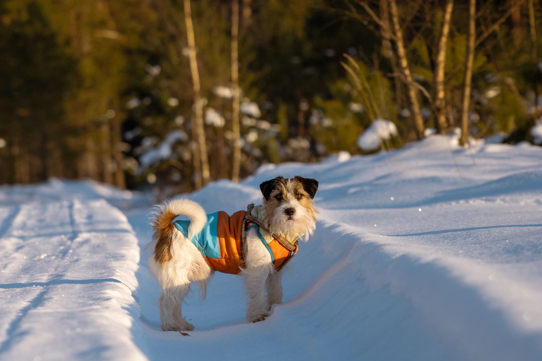 Un terrier mic, alb cu maro, poartă o haină portocalie cu albastru și stă pe un drum acoperit de zăpadă, printre copaci