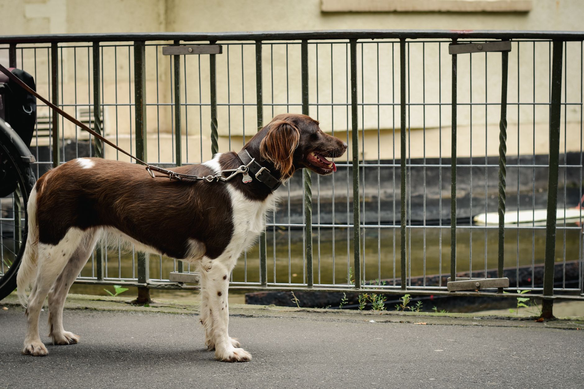 Un câine maro cu alb, în lesă, stă atent lângă un gard metalic și privește înainte cu gura deschisă