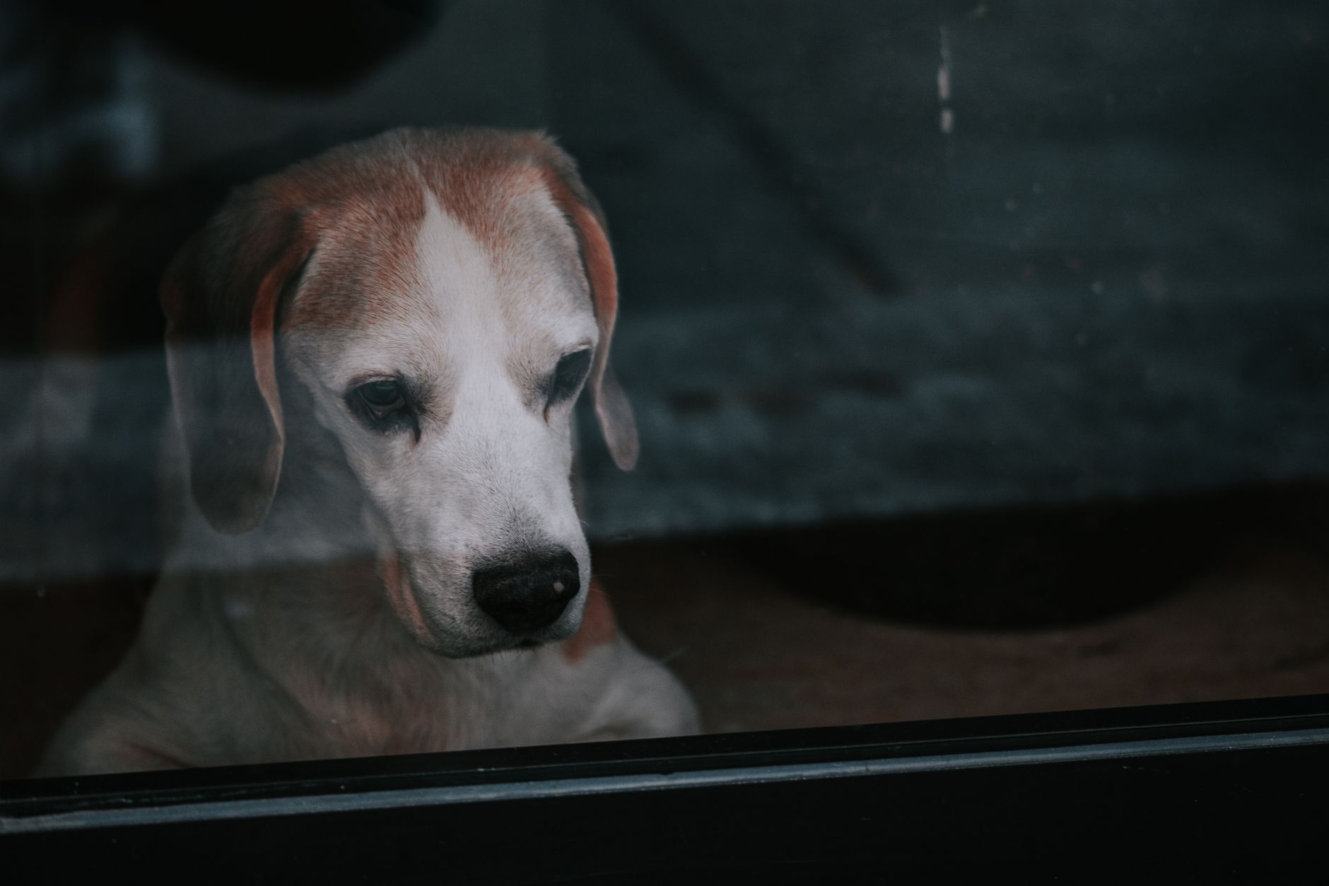 Un beagle alb cu urechi maro privește trist prin geamul unei uși, din interiorul casei