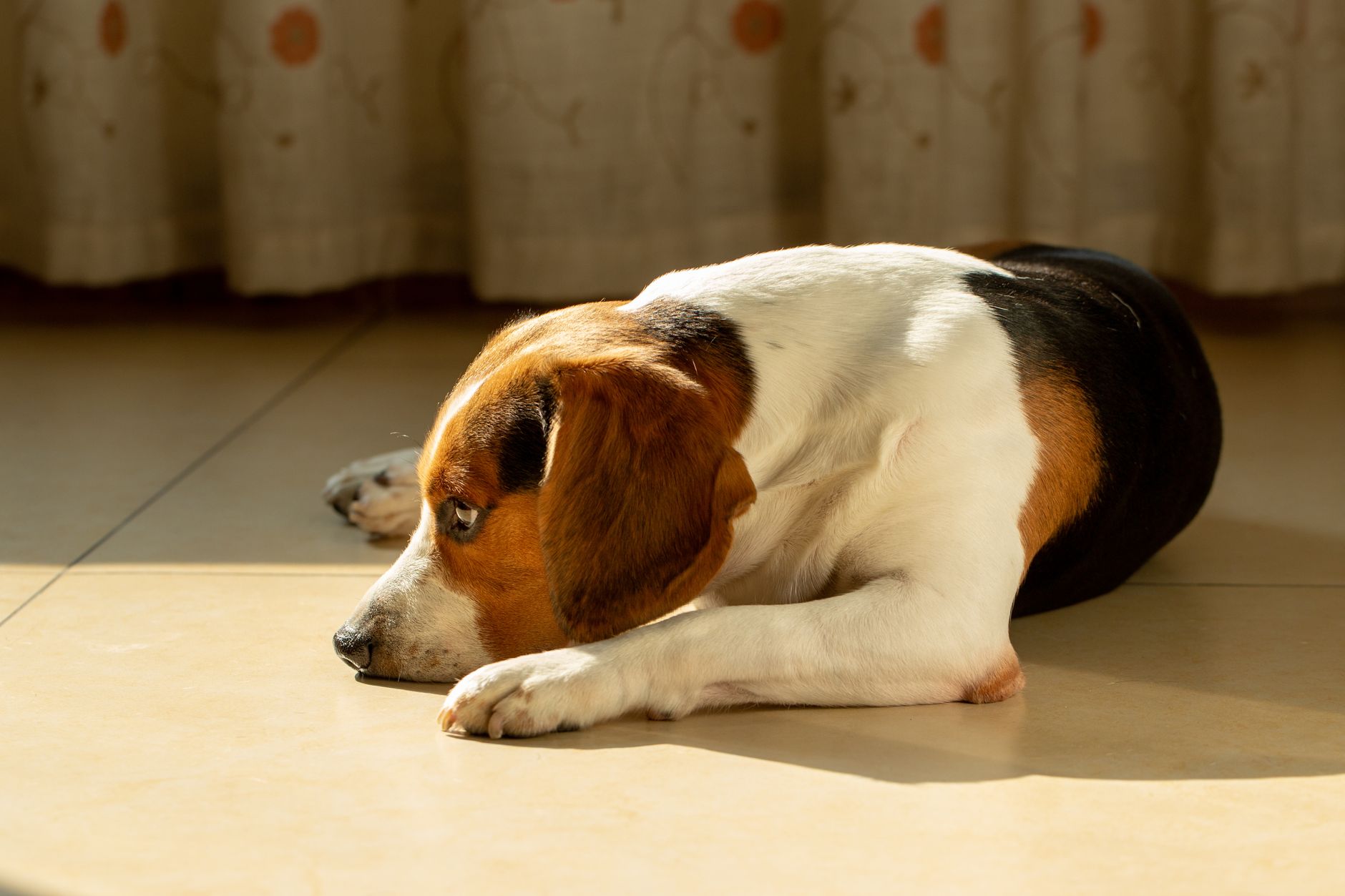 Un beagle tricolor stă culcat pe gresie, în soare, cu bărbia lipită de podea și privirea în jos
