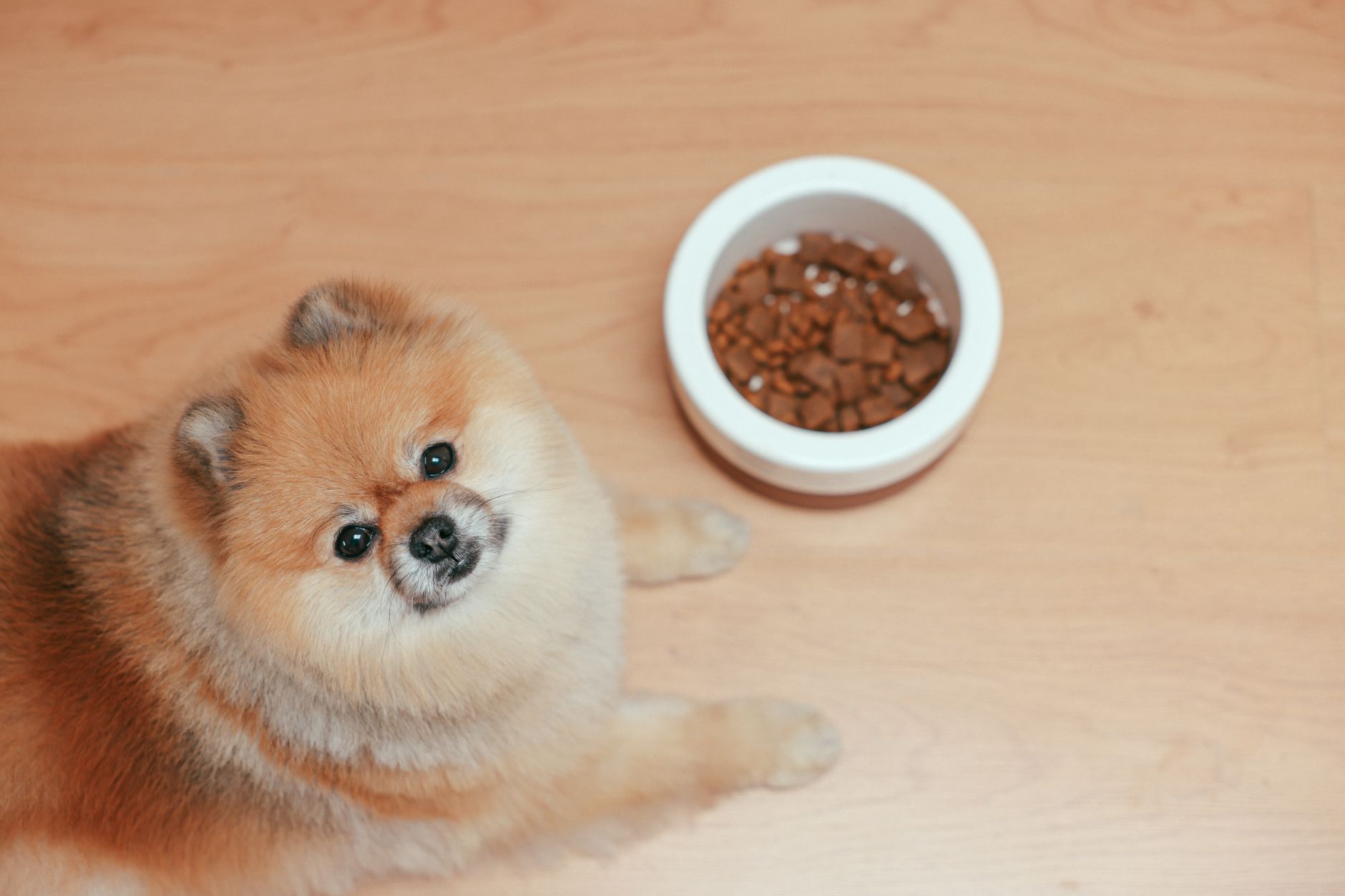 Un Pomeranian portocaliu stă pe o podea de lemn lângă un bol alb plin cu granule neatinse și se uită în sus