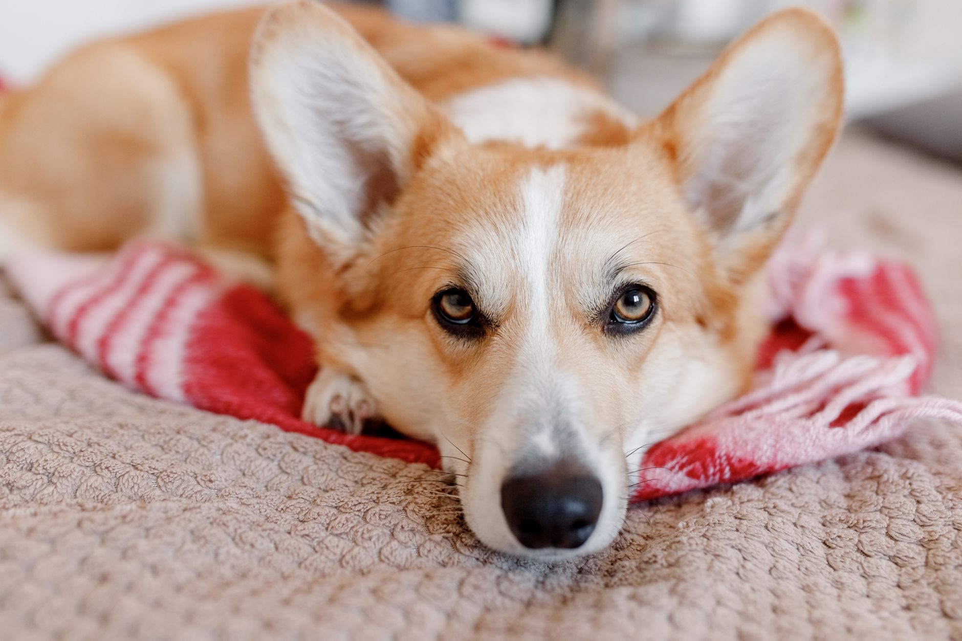 Un corgi roșcat cu alb stă culcat pe o pătură roșie cu dungi, cu capul lăsat pe pernă, și privește spre cameră