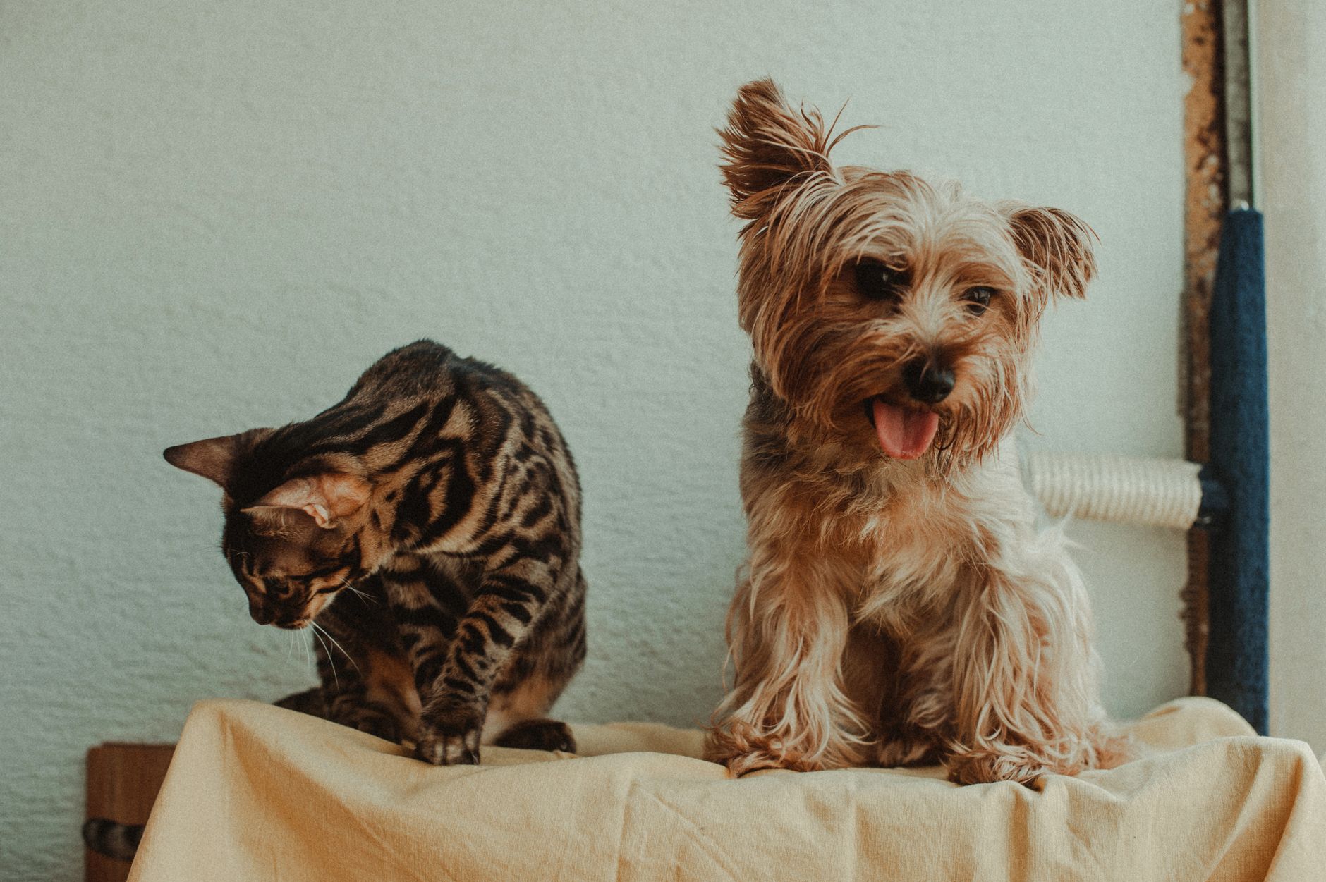 O pisică tigrată și un câine Yorkshire Terrier stau împreună pe o pătură, în casă