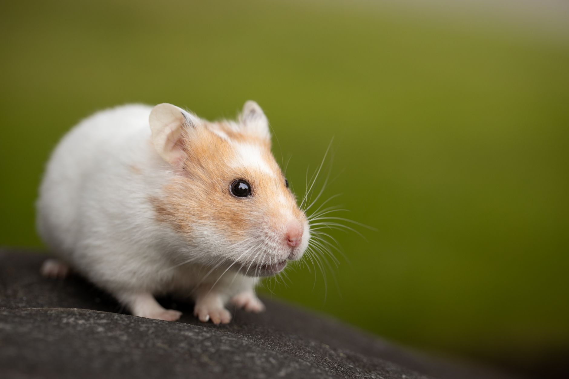 Hamster sirian alb cu pete aurii, așezat pe o piatră, cu fundal verde estompat