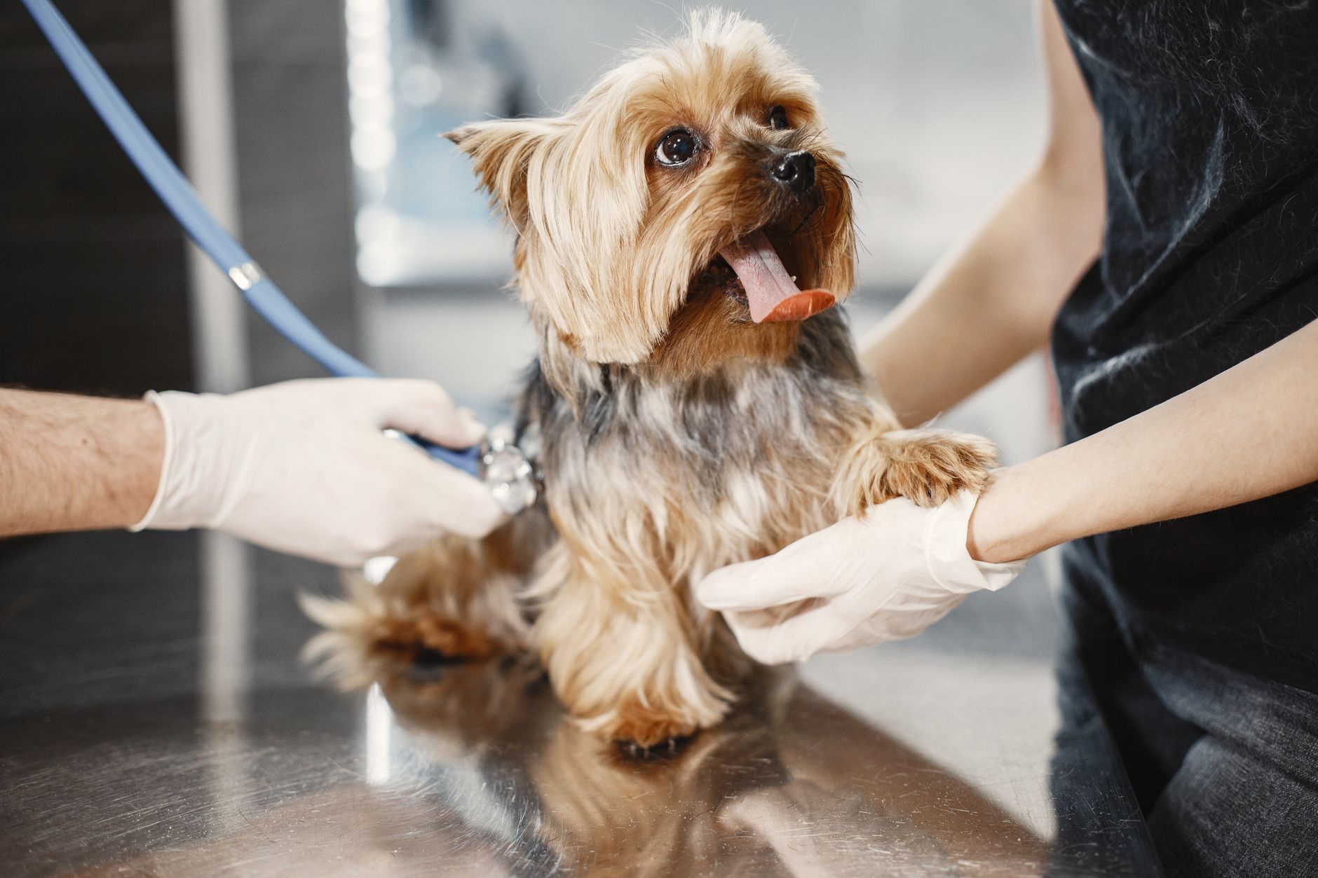 Yorkshire terrier ascultat cu stetoscopul pe masa de consultație, ținut de mâini în mănuși albe