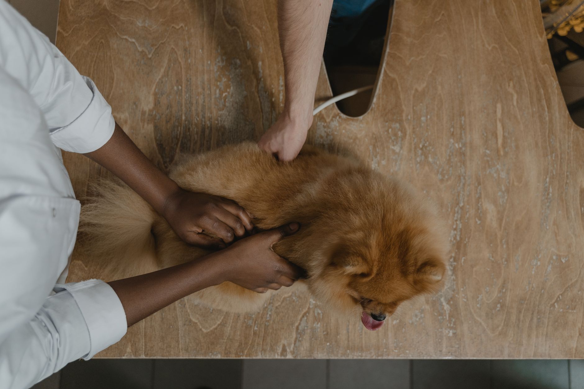 Un câine pomeranian roșcat ținut pe masa de consultație, văzut de sus, cu mâinile medicului veterinar pe blana lui