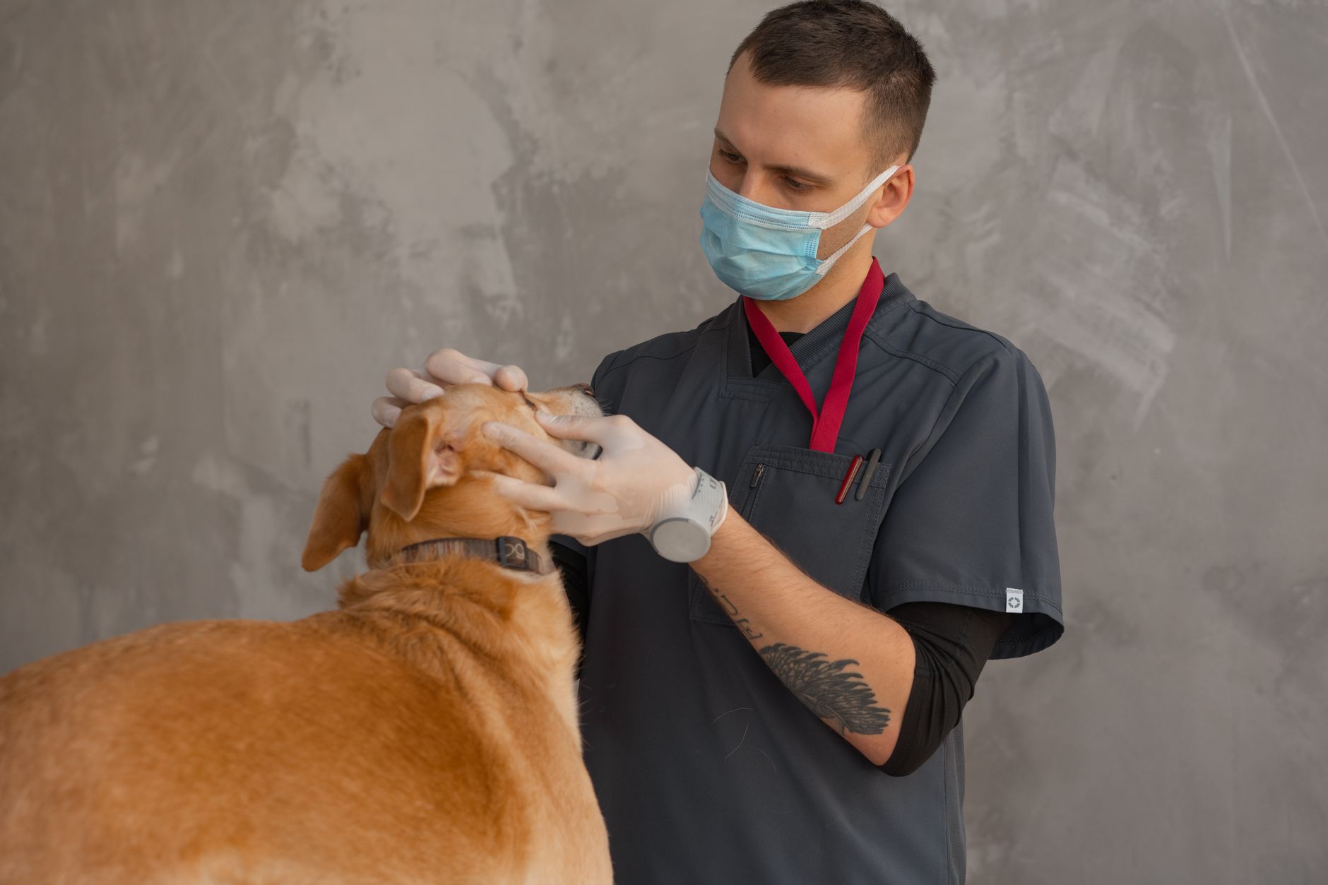 Un medic veterinar cu mască și mănuși ține cu grijă urechea unui câine maro deschis, în fața unui perete gri
