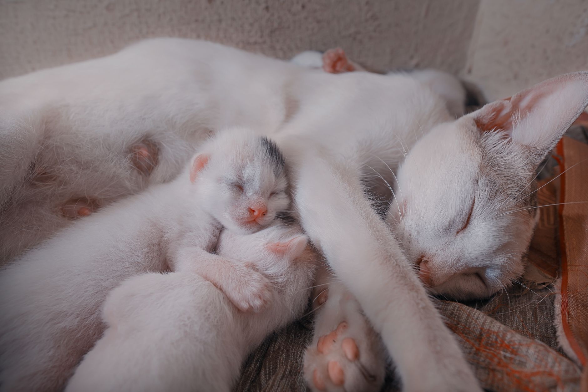 O pisică albă doarme pe o pătură, cu doi pui nou-născuți lipiți de burta ei, unde se văd mameloanele roz
