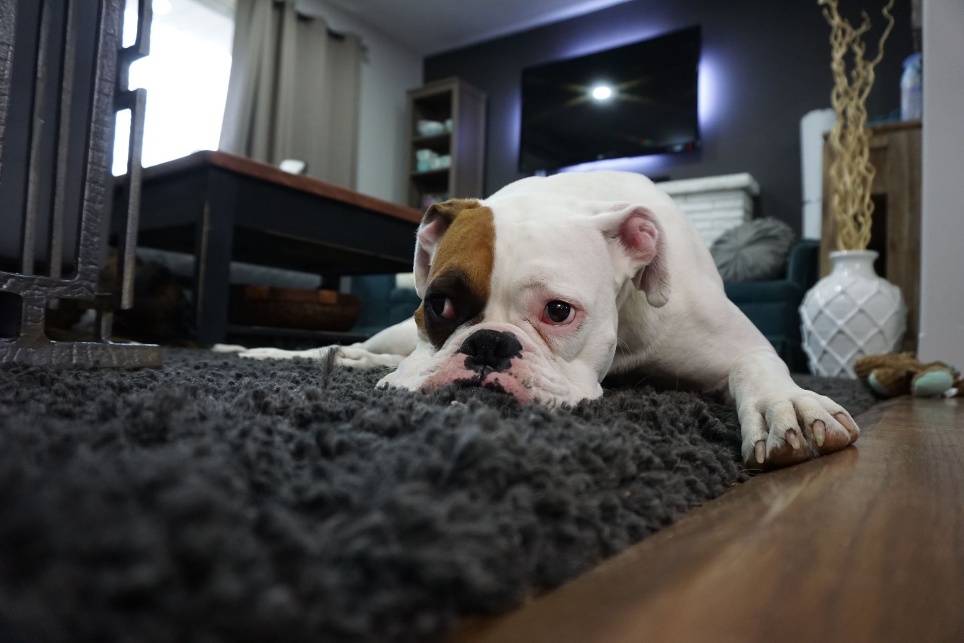 Un bulldog alb cu o pată maro pe ochi stă întins pe un covor gri cu fir lung, lângă parchet, într-o sufragerie