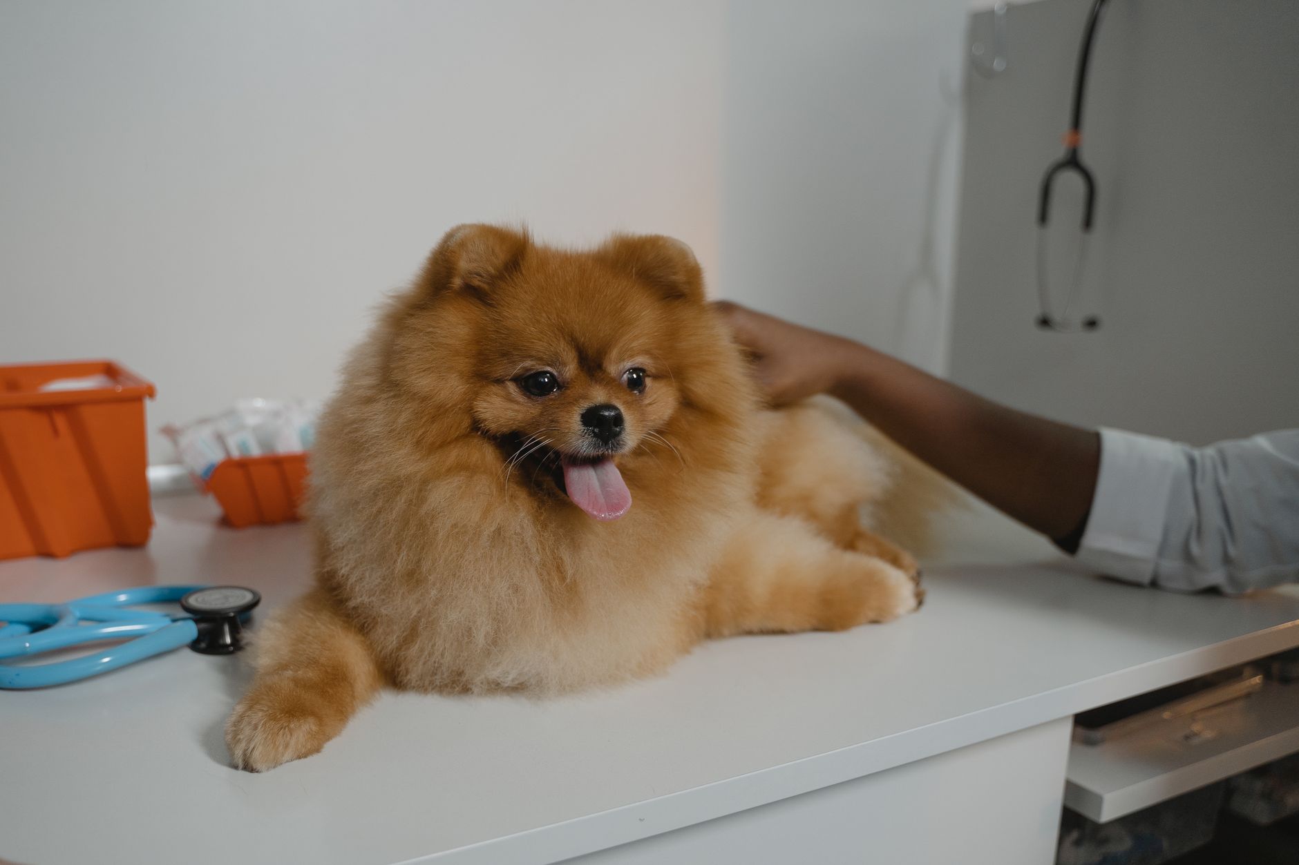 Câine Pomeranian roșcat întins pe masa de consultație a unui cabinet veterinar, cu un stetoscop albastru alături