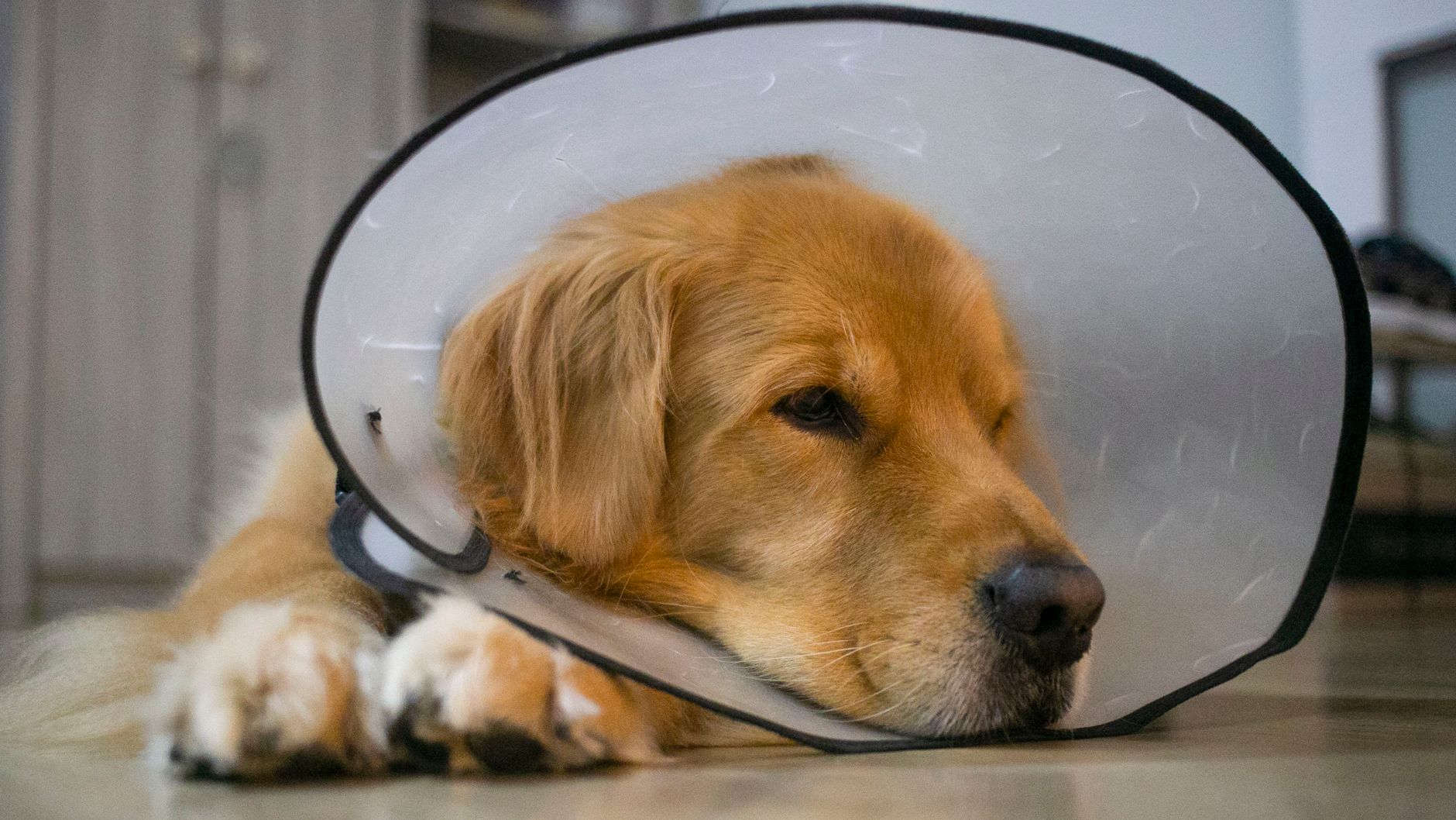 Un golden retriever cu guler de protecție transparent stă culcat pe podea, cu capul sprijinit pe labe